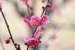 20170209ウメ‘カゴシマコウ’	梅‘鹿児島紅’	Prunus mume‘Kagoshimakou’	2～3月